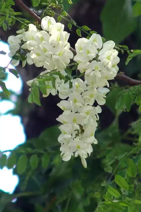 槐樹開花